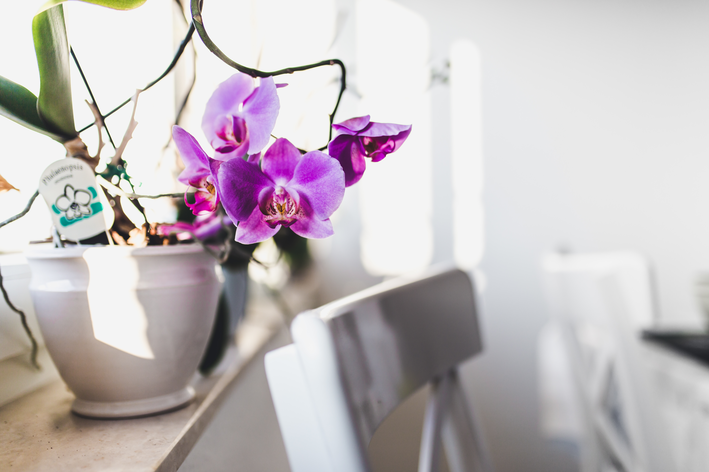 orquídea no vaso de cerâmica