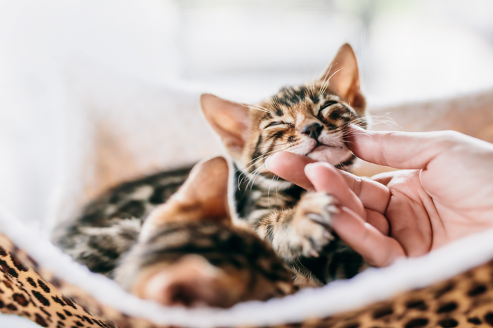 Cupom de desconto para tutores de gatos