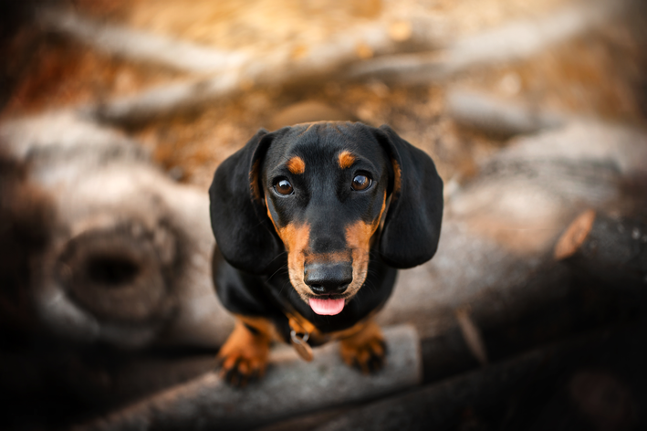 daschund