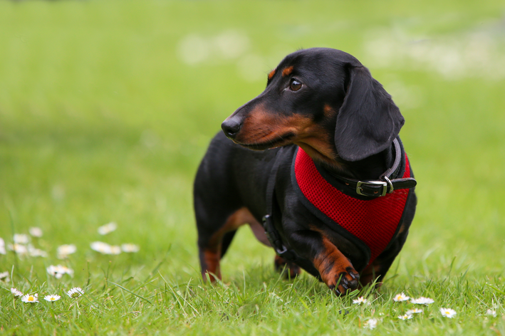 daschund