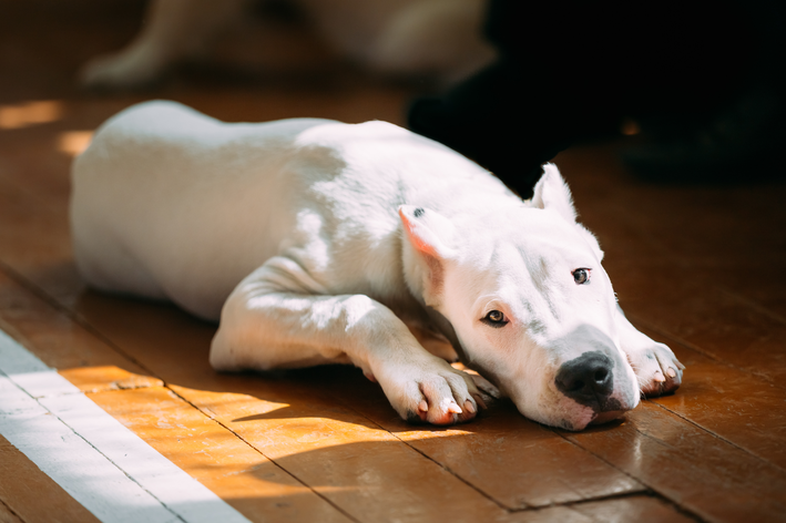 dog argentino