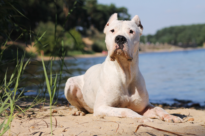 dog argentino