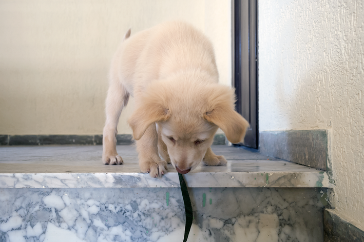 Como escolher a escada para cachorro adequada