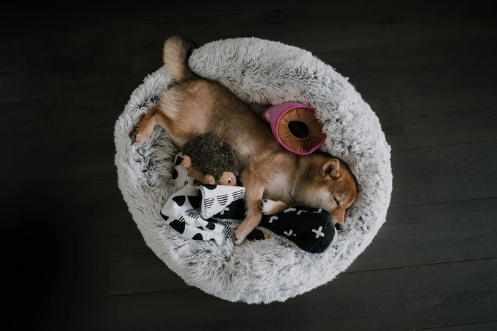 Gravidez psicológica em cachorro: o que é, como identificar, tratar e prevenir Falsa Gestacao Canina