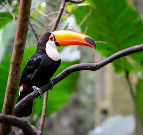 tucano é um animal da fauna brasileira