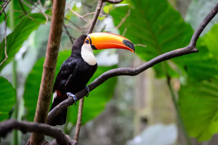 tucano é um animal da fauna brasileira