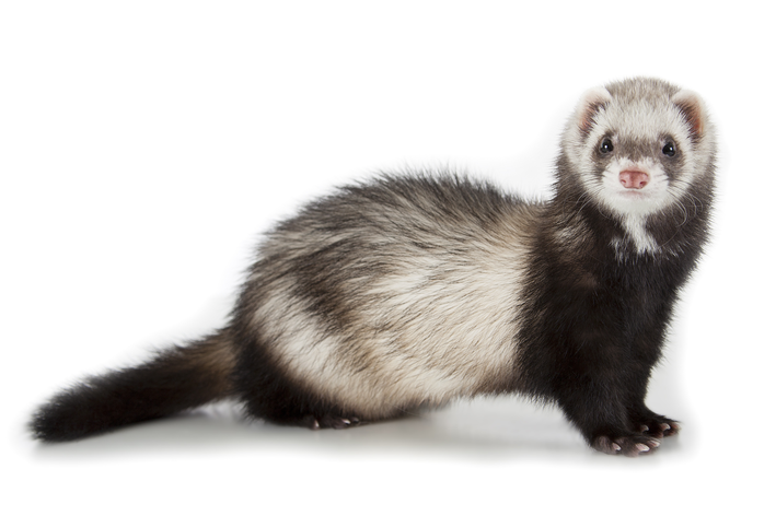 Ferret: saiba mais sobre o pet