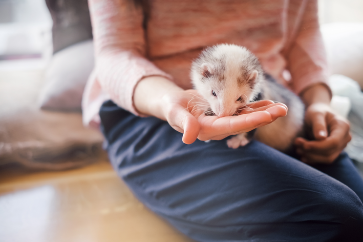 Como ter um ferret no Brasil