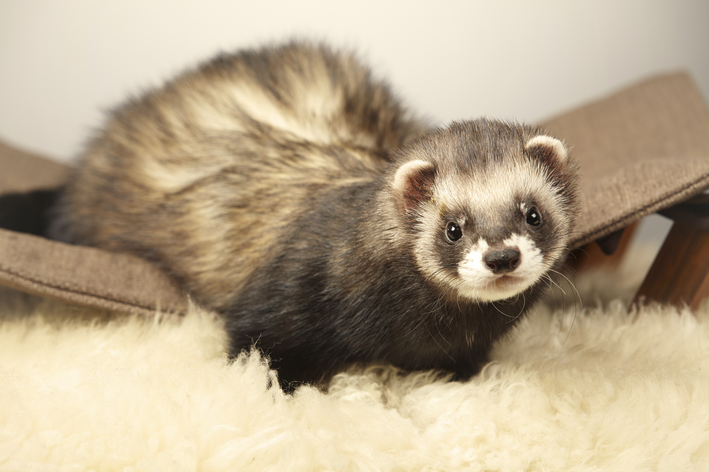 Gaiola, higiene e alimentação do ferret