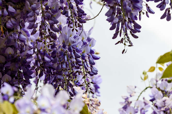 como cuidar de violetas