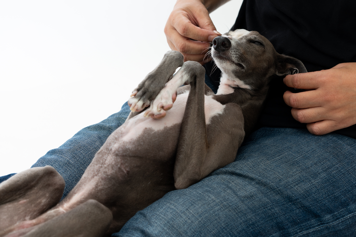 Temperamento e brincadeiras com o galgo italiano