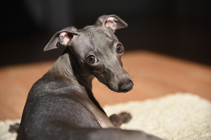 Cuidados de saúde com o galgo italiano