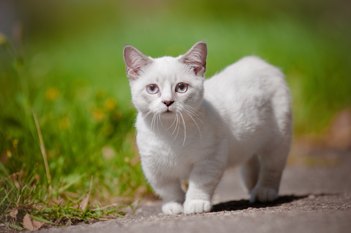 Munchkin gato anão