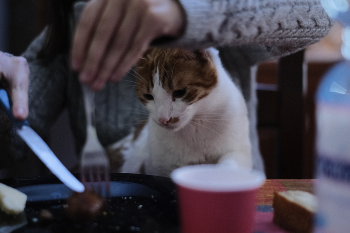 gato pode comer carne crua