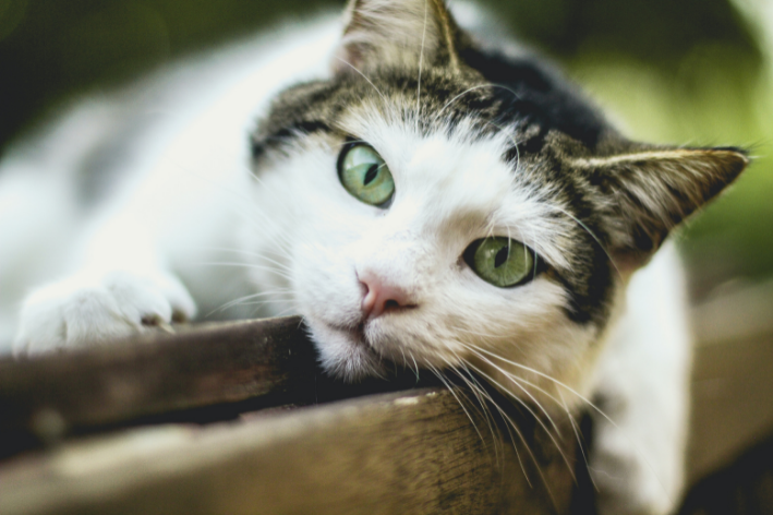 gato deitado olhando para frente