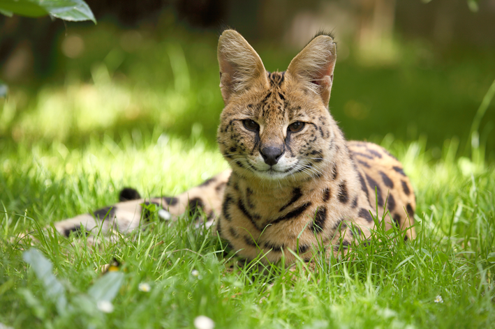 Gato savannah: saiba mais sobre a raça