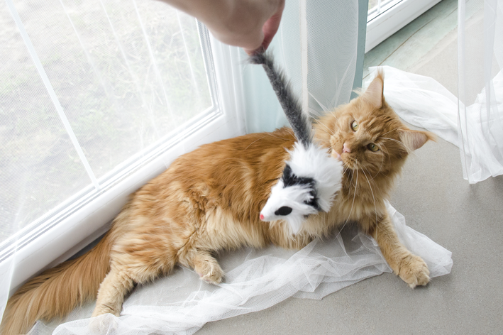 Gatos engraçados e sua paixão por cordinhas