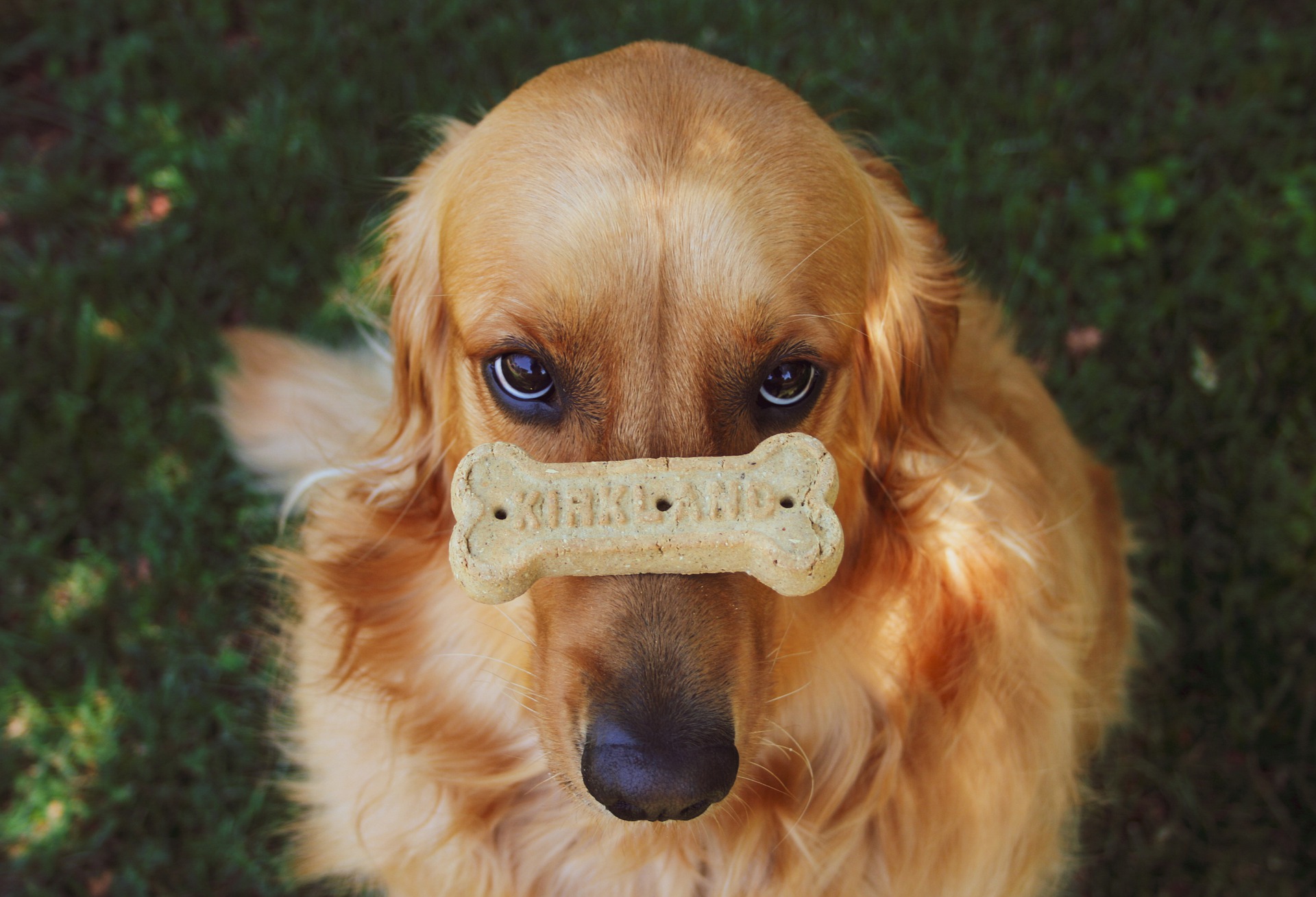 Golden Retriever com petisco