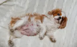 Gravidez psicológica em cachorro: o que é, como identificar, tratar e prevenir