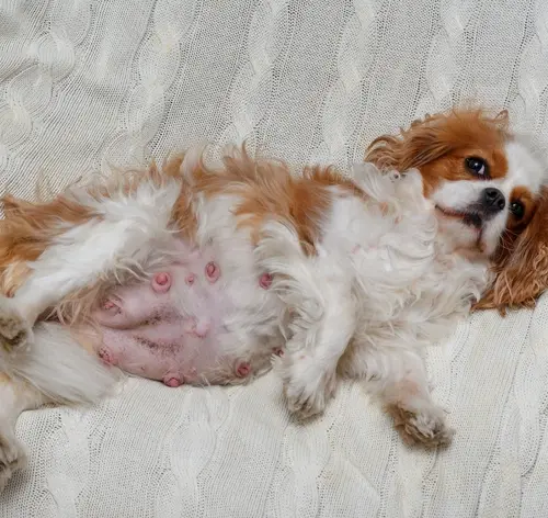 Gravidez psicológica em cachorro: o que é, como identificar, tratar e prevenir