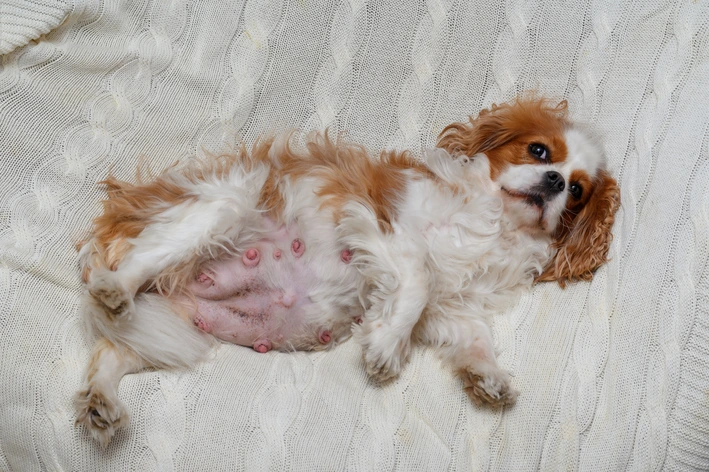 imagem de Gravidez psicológica em cachorro: o que é, como identificar, tratar e prevenir