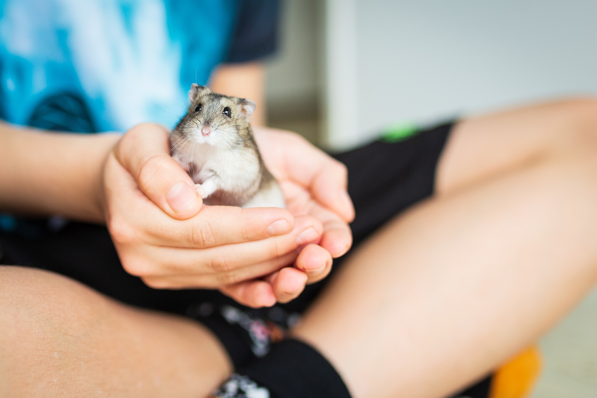 Hamster Anão Chines ou Russo?