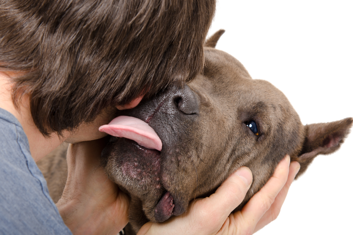 Cuidados necessários na medicação dos pets