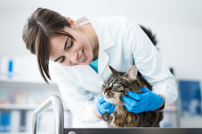 Características gerais do hospital veterinário