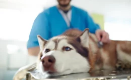 cachorro fazendo exame de Insuficiencia renal