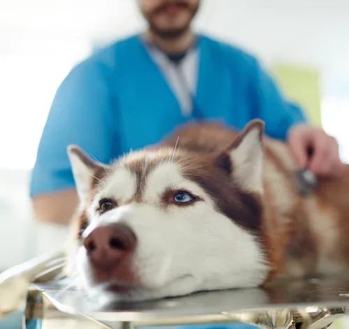 cachorro fazendo exame de Insuficiencia renal