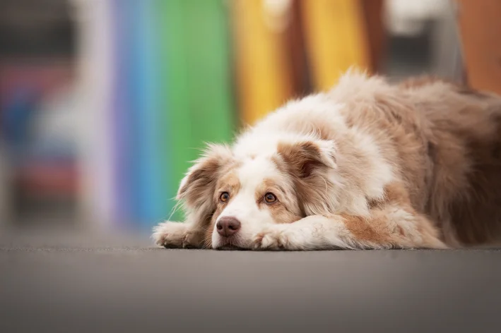 cachorro idosos com insuficiência renal