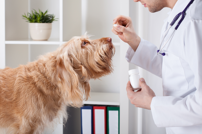 Veterinário dando itraconazol a cachorro