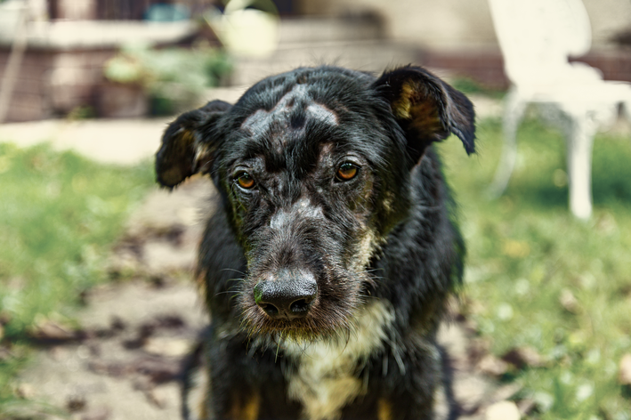 Cachorro com doença de pele