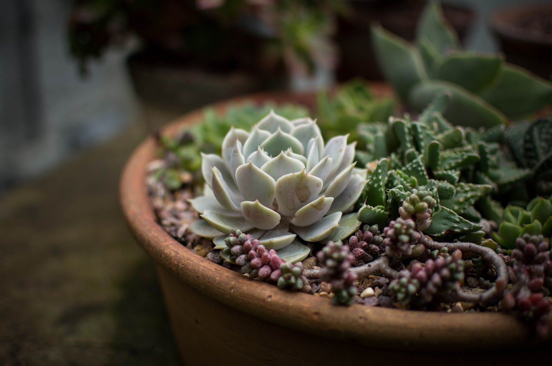 Suculentas são boa opções para jardinagem para iniciantes