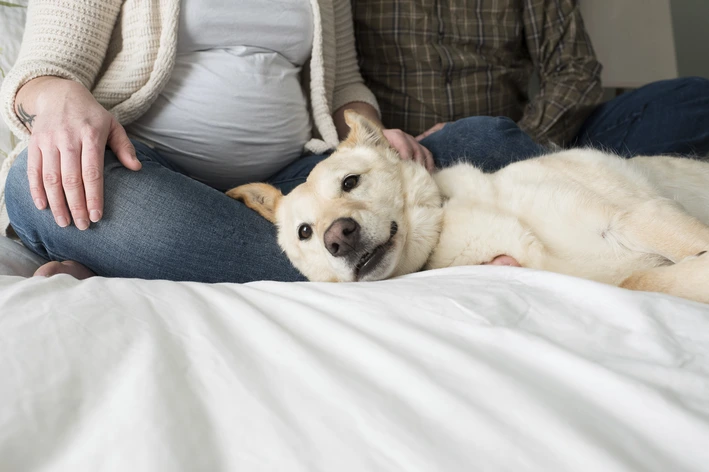 Gravidez psicológica em cachorro: o que é, como identificar, tratar e prevenir Lactacao Nervosa Em Cachorro