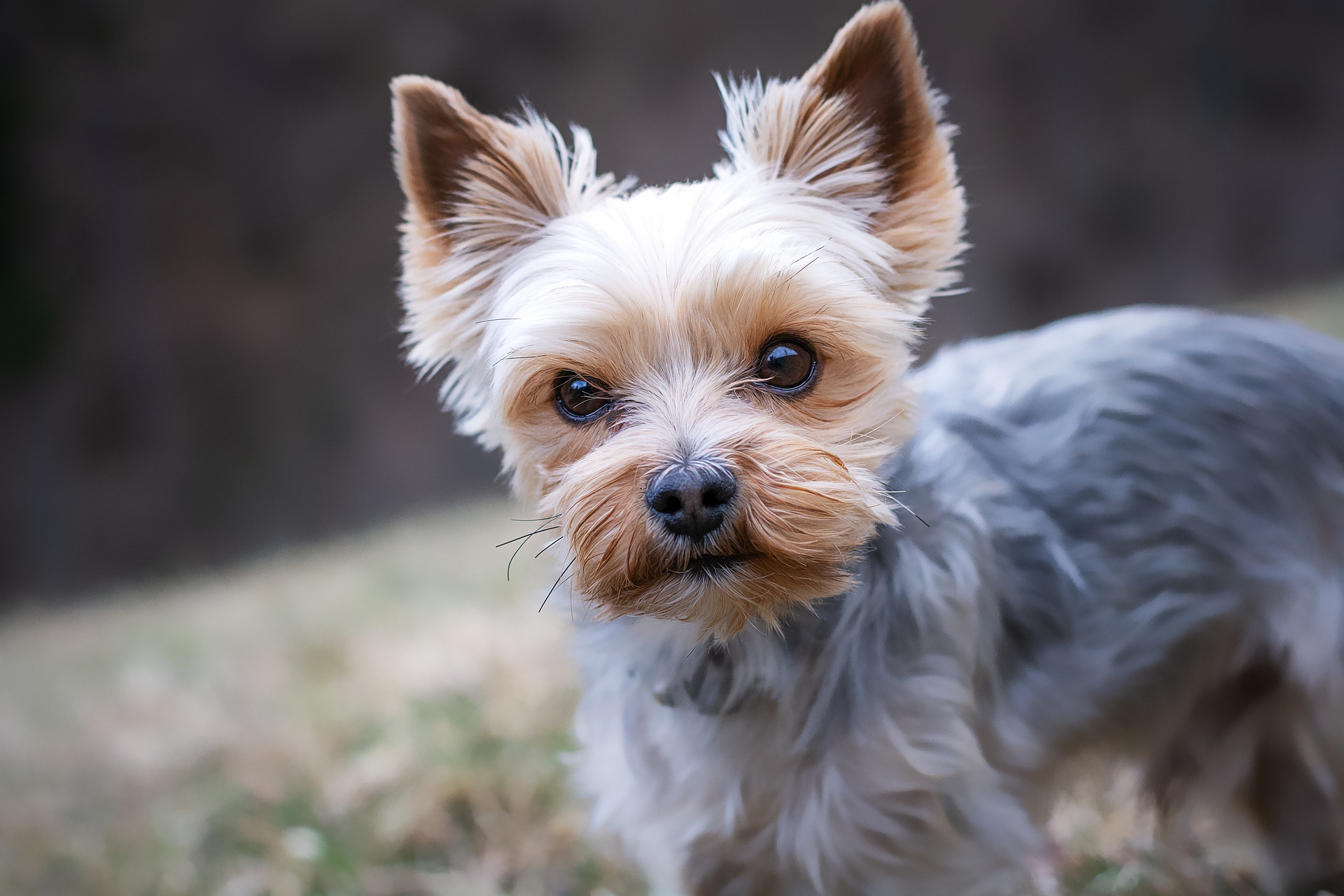 menores cachorros do mundo