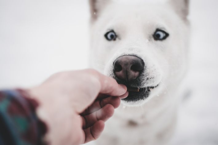 cachorro mordendo tablete