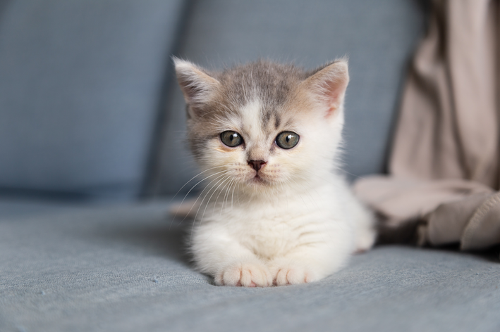 miado de gato filhote