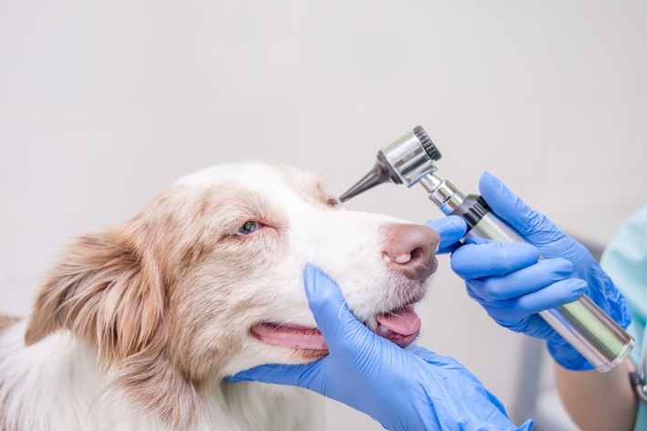 Tipos de miosite em cachorro