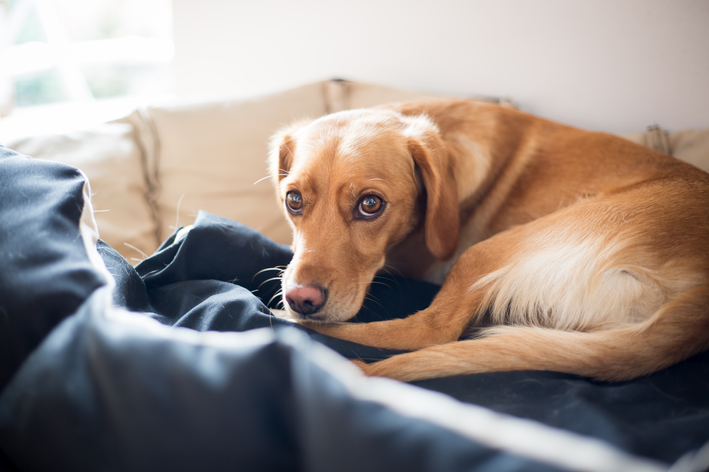 Como fica a alimentação em caso de miosite em cachorro