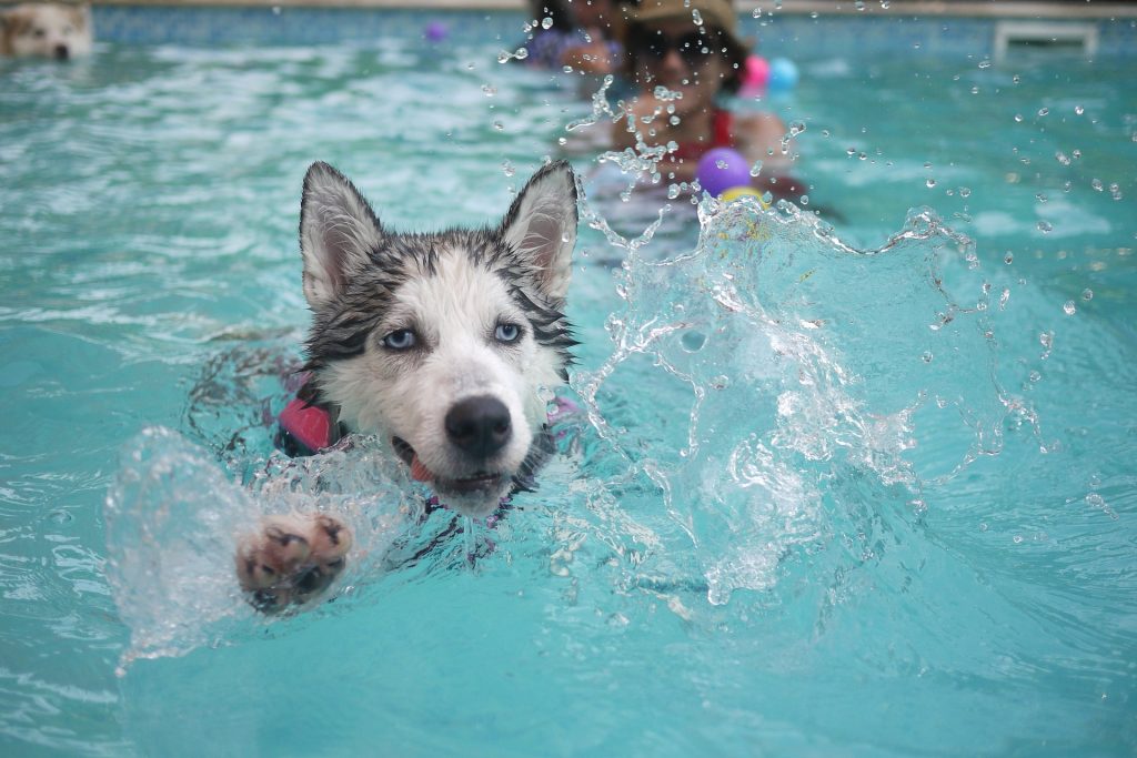 Husky adora natacao para cachorro