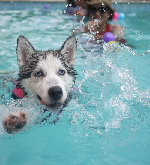 Cachorro Husky Siberiano nadando em piscina