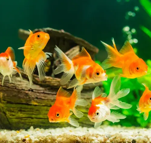 nomes para peixe de aquário