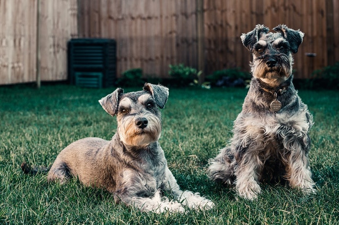 um coletivo de cães juntos