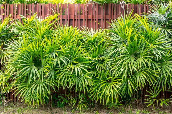 palmeira ráfis plantas que não precisam de água