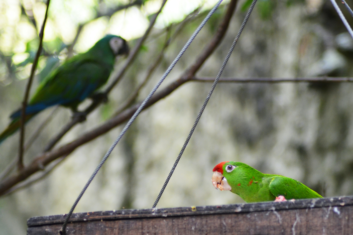 papagaio-do-mangue