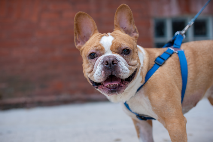 Peitoral para cachorros: como escolher e utilizar corretamente