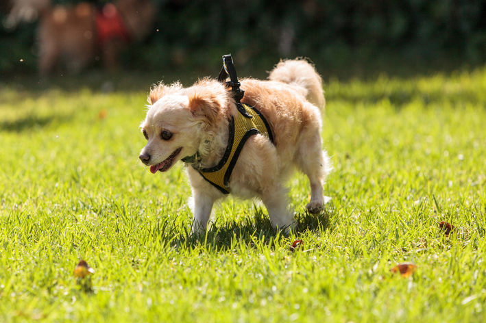 Como saber se o seu cachorro pode usar peitoral