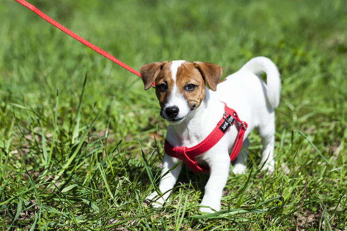 A importância da identificação para o seu cachorro