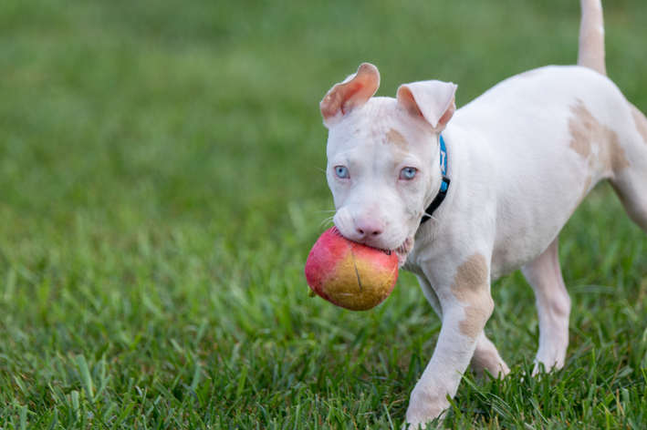 Cuidados com o pitbull branco